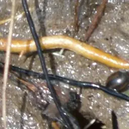 Red Racer Nerite Snail, photo 3