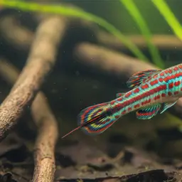 Volcano Killifish, photo 2