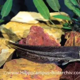 Freshwater Shark, photo 2