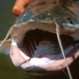 Freshwater Shark, photo 3