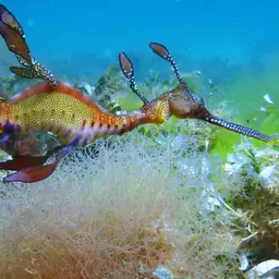 Weedy Sea Dragon, photo 3