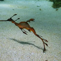 Weedy Sea Dragon, photo 6