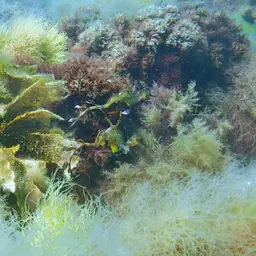 Weedy Sea Dragon, photo 7