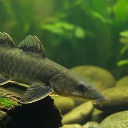 West African Bichir