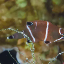Diagonal-lined Wrasse