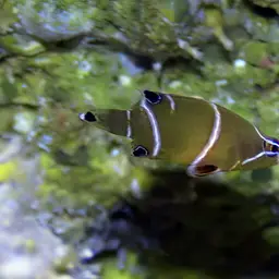 Diagonal-lined Wrasse, photo 2