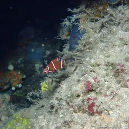 Diagonal-lined Wrasse, photo 3
