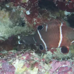 Diagonal-lined Wrasse, photo 4