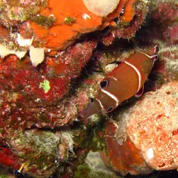 Diagonal-lined Wrasse, photo 5