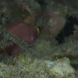 Blackspot Pigmy Wrasse