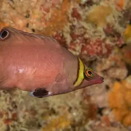 Blackspot Pigmy Wrasse, photo 2