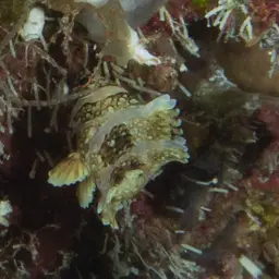Blackspot Pigmy Wrasse, photo 3