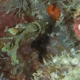 Blackspot Pigmy Wrasse, photo 4