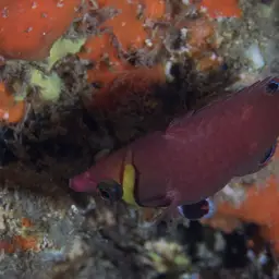 Blackspot Pigmy Wrasse, photo 6