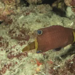 Blackspot Pigmy Wrasse, photo 7