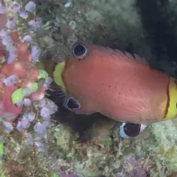 Blackspot Pigmy Wrasse, photo 8