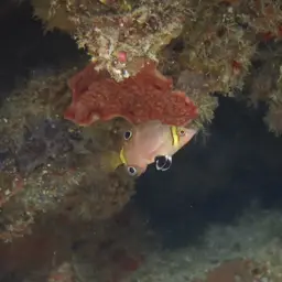 Blackspot Pigmy Wrasse, photo 10
