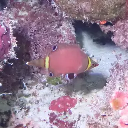 Blackspot Pigmy Wrasse, photo 11