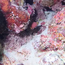 Blackspot Pigmy Wrasse, photo 12