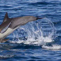 Whalesucker, photo 1