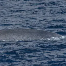 Whalesucker, photo 2
