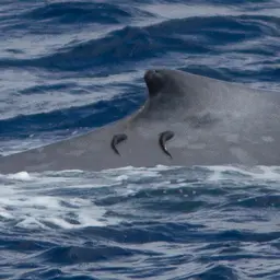 Whalesucker, photo 3