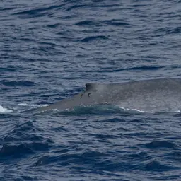 Whalesucker, photo 4