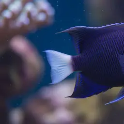 Whitetail angelfish, photo 1
