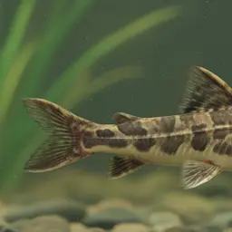 Wood Catfish