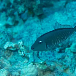 Blue Jaw Triggerfish