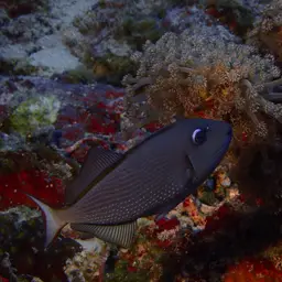 Blue Jaw Triggerfish, photo 2