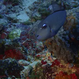Blue Jaw Triggerfish, photo 3