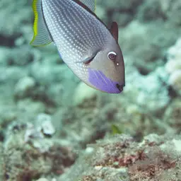 Blue Jaw Triggerfish, photo 4