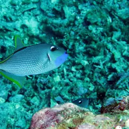 Blue Jaw Triggerfish, photo 5