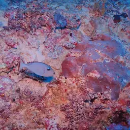 Blue Jaw Triggerfish, photo 6