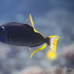 Blue Jaw Triggerfish, photo 7