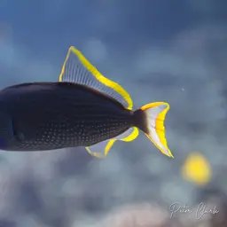 Blue Jaw Triggerfish, photo 8