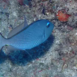 Blue Jaw Triggerfish, photo 9