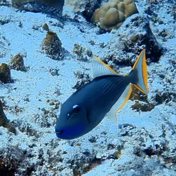 Blue Jaw Triggerfish, photo 10