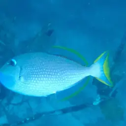 Blue Jaw Triggerfish, photo 11