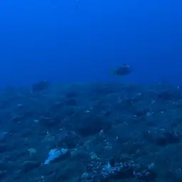 Blue Jaw Triggerfish, photo 12