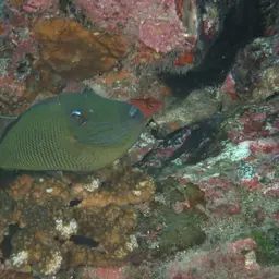 Blue-throat Trigger, photo 7