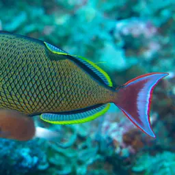 Blue-throat Trigger, photo 9