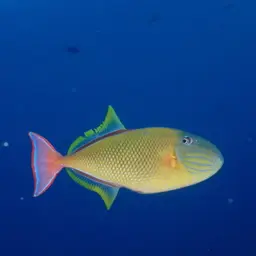 Blue-throat Trigger, photo 11