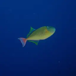Blue-throat Trigger, photo 12