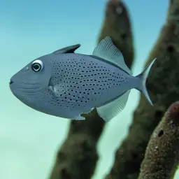 Sargassum Triggerfish, photo 1