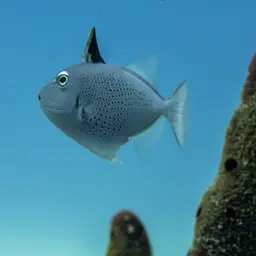 Sargassum Triggerfish, photo 2