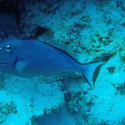 Sargassum Triggerfish, photo 4