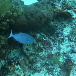 Sargassum Triggerfish, photo 5