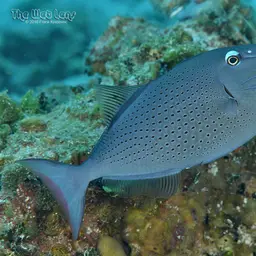 Sargassum Triggerfish, photo 6